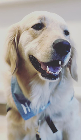 Close up of therapy dog wearing a bandana